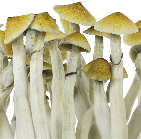 There are 19 products. . Magic mushrooms where to buy